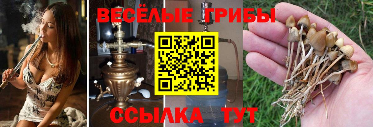 Псилоцибиновые грибы Cubensis Рязань